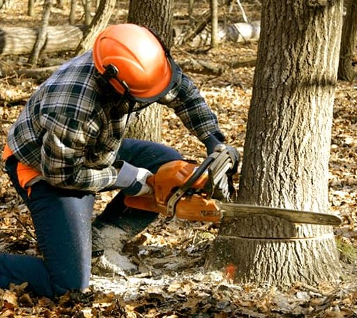 Tree Removal in Mouth Of Wilson, VA